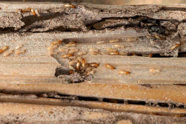 Best Wasp Removal Services  in Saranac, MI