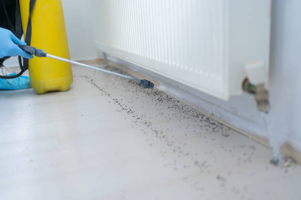 Wasp Removal Services in Saranac, MI